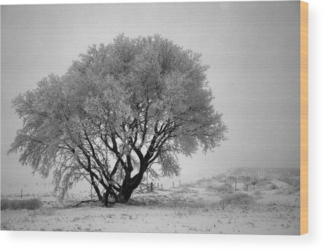 Snow Wood Print featuring the photograph Mystical Morning by Julie Lueders 