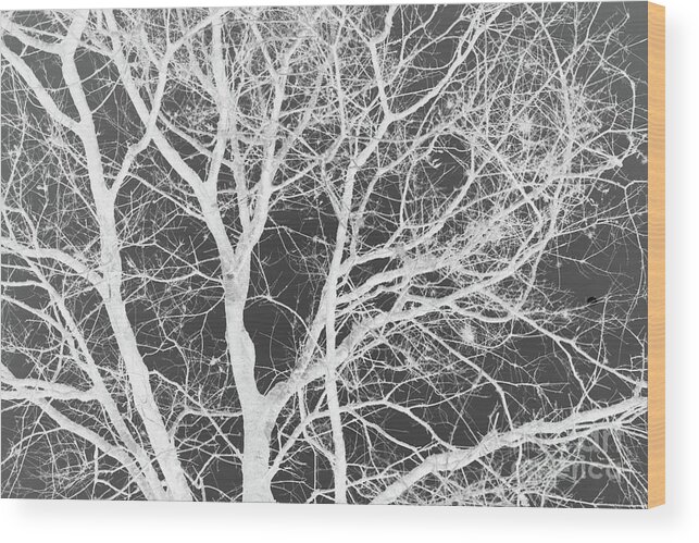Tree Wood Print featuring the photograph Naked Branch by Dodie Ulery