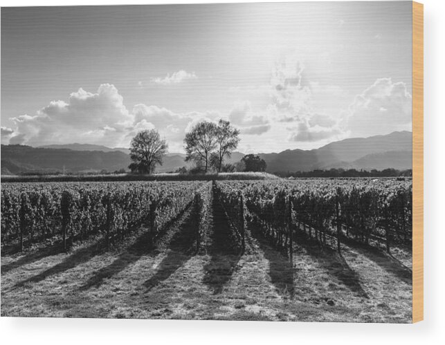 Napa Wood Print featuring the photograph Napa Vineyard B/W by Paul Scolieri