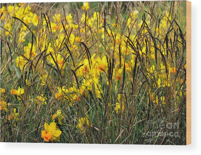 Narcissus Wood Print featuring the photograph Narcissus and Grasses by Tatyana Searcy