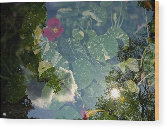 Nasturtiums Wood Print featuring the photograph Nasturtiums and Sky by John Meader