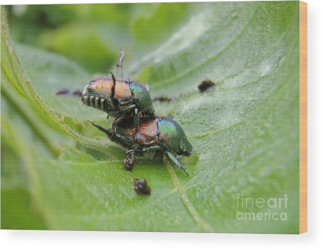 Bugs Wood Print featuring the photograph Natural Love by Kristine Nora