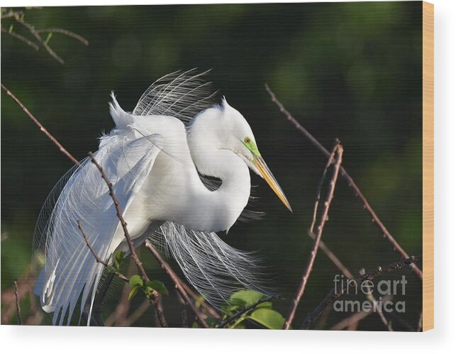 Great White Egret Wood Print featuring the photograph Nature Is Beautiful by Julie Adair