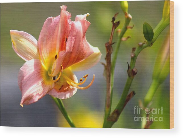 Pink Wood Print featuring the photograph Nature's Beauty 124 by Deena Withycombe