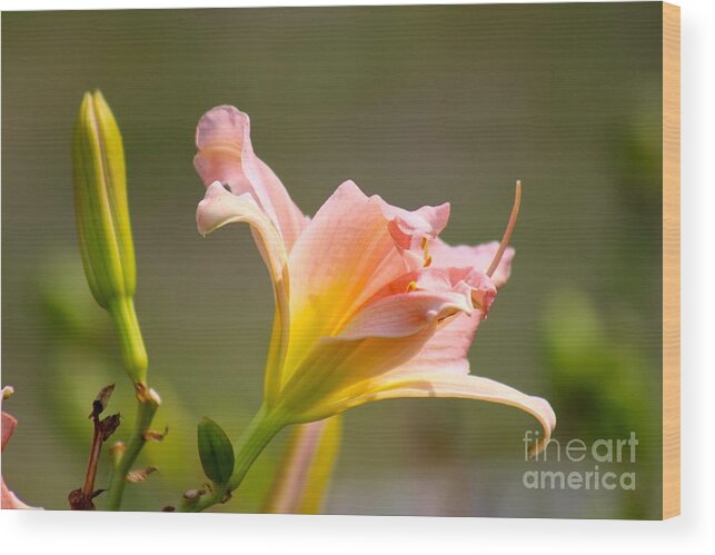 Pink Wood Print featuring the photograph Nature's Beauty 125 by Deena Withycombe