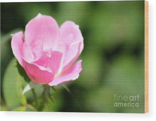 Pink Wood Print featuring the photograph Nature's Beauty 15 by Deena Withycombe