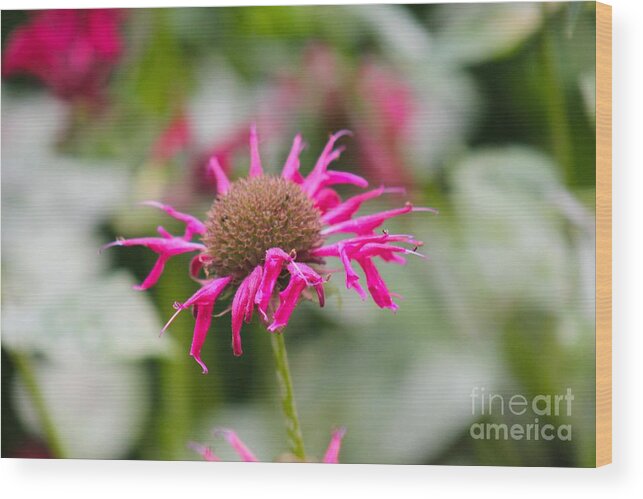 Pink Wood Print featuring the photograph Nature's Beauty 26 by Deena Withycombe