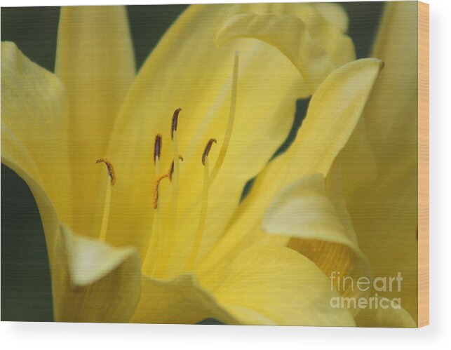 Yellow Wood Print featuring the photograph Nature's Beauty 40 by Deena Withycombe