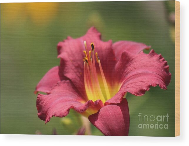 Yellow Wood Print featuring the photograph Nature's Beauty 42 by Deena Withycombe