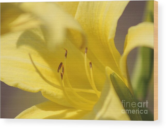 Yellow Wood Print featuring the photograph Nature's Beauty 47 by Deena Withycombe