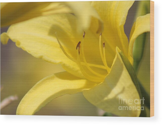Yellow Wood Print featuring the photograph Nature's Beauty 49 by Deena Withycombe
