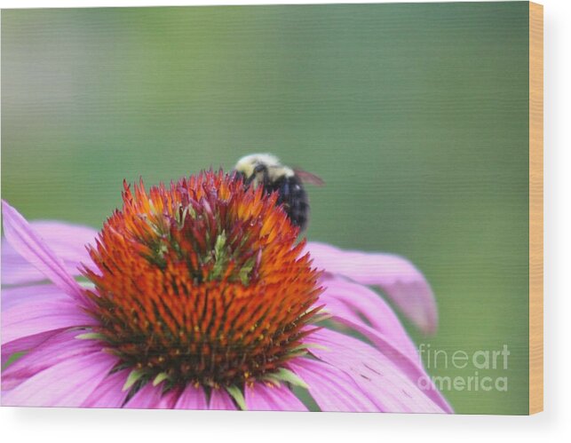 Pink Wood Print featuring the photograph Nature's Beauty 73 by Deena Withycombe