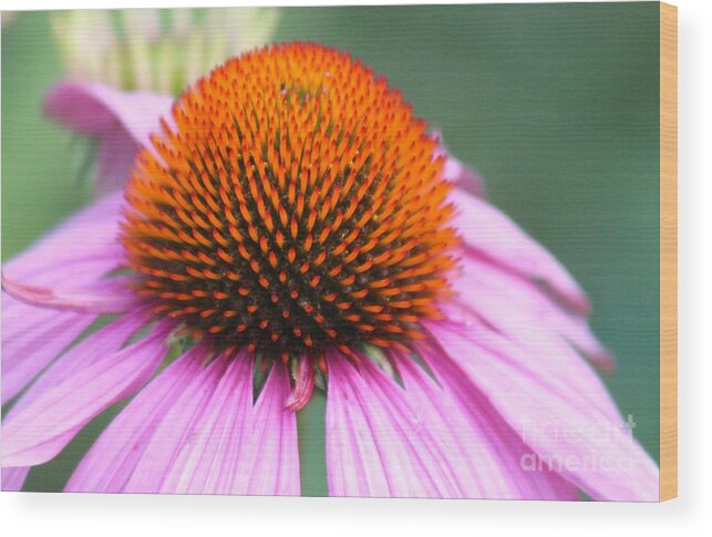 Pink Wood Print featuring the photograph Nature's Beauty 74 by Deena Withycombe