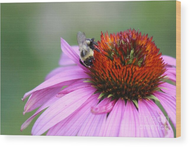 Pink Wood Print featuring the photograph Nature's Beauty 77 by Deena Withycombe