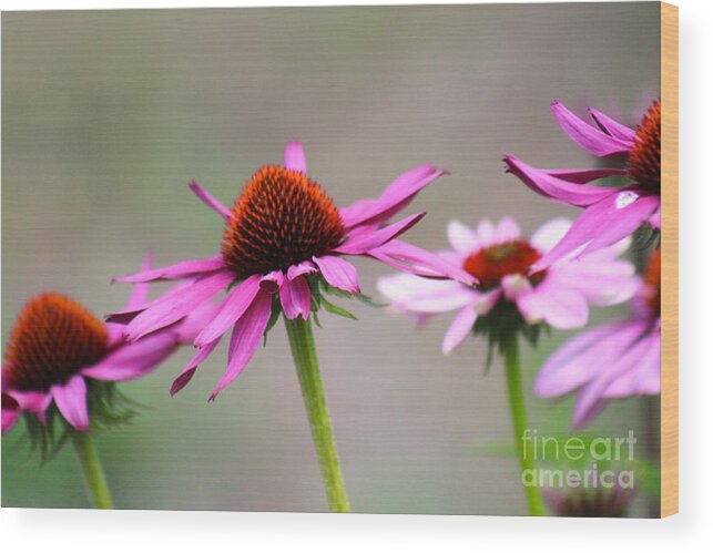Pink Wood Print featuring the photograph Nature's Beauty 81 by Deena Withycombe