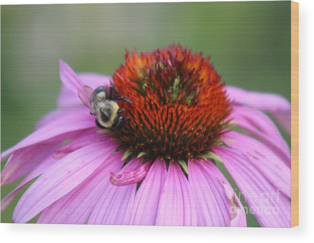 Pink Wood Print featuring the photograph Nature's Beauty 84 by Deena Withycombe
