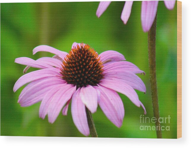 Pink Wood Print featuring the photograph Nature's Beauty 86 by Deena Withycombe