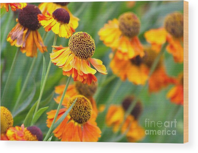 Orange Wood Print featuring the photograph Nature's Beauty 87 by Deena Withycombe