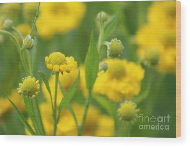 Yellow Wood Print featuring the photograph Nature's Beauty 94 by Deena Withycombe