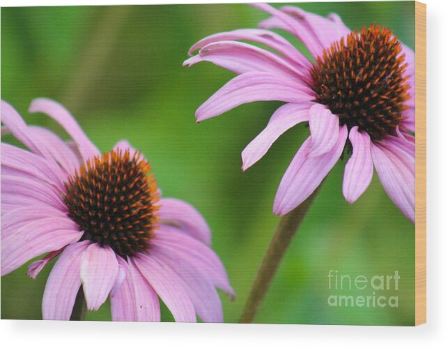 Pink Wood Print featuring the photograph Nature's Beauty 95 by Deena Withycombe