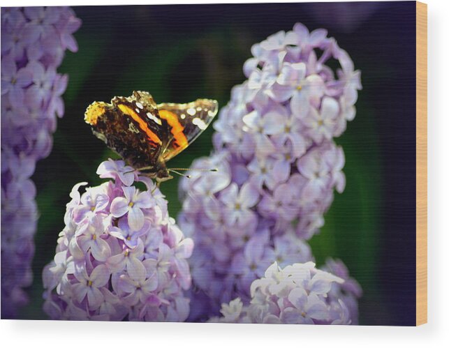 Butterfly Wood Print featuring the photograph Nature's Beauty by Clarice Lakota