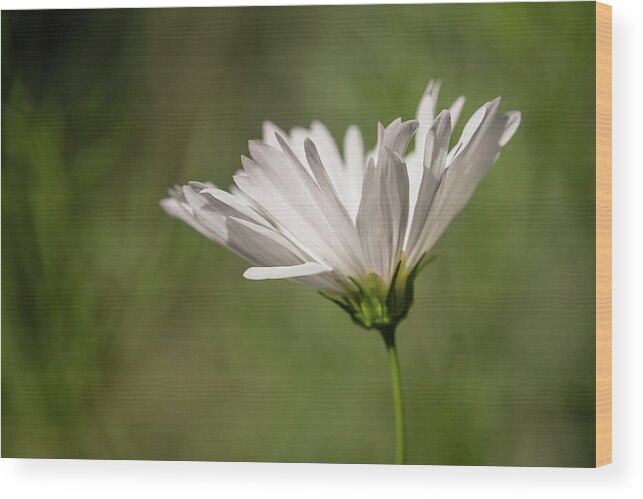 2016 Wood Print featuring the photograph Nature's Paintbrush by Wade Brooks