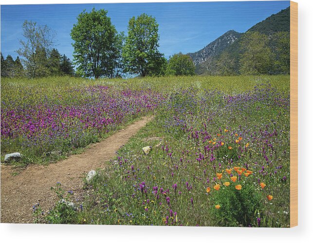 Wildflowers Wood Print featuring the photograph Nature's Palette by Lynn Bauer
