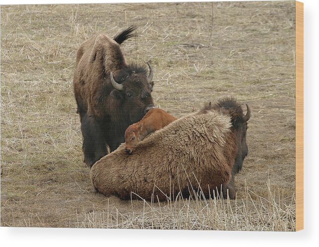 Bison Wood Print featuring the photograph Nature's Pillow Top by Ronnie And Frances Howard