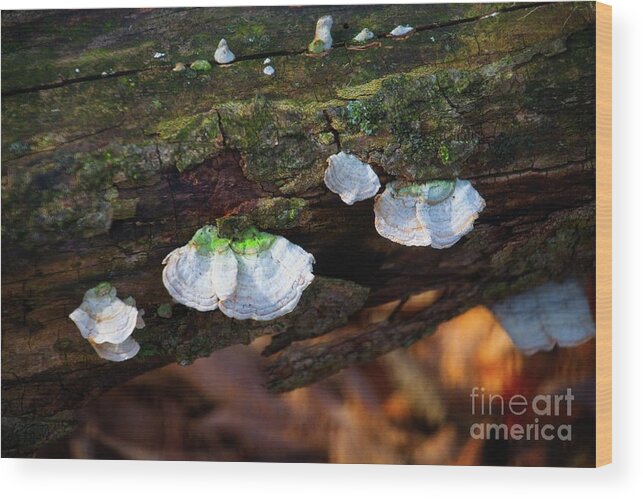 Woods Wood Print featuring the photograph Natures Ruffles - Cascade WI by Mary Machare