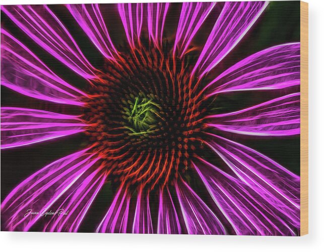 Pink Wood Print featuring the photograph Neon Cornflower by Joann Copeland-Paul