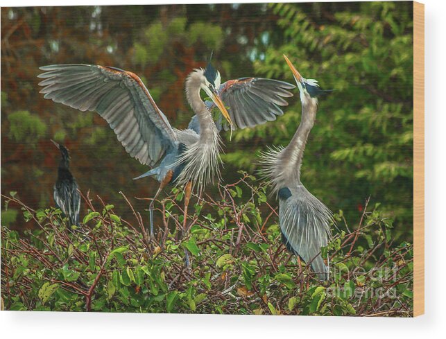 Blue Heron Wood Print featuring the photograph Nest Landing by Tom Claud
