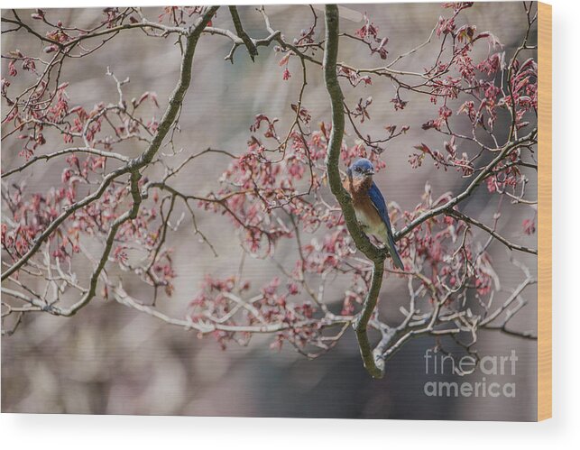 Bluebird Wood Print featuring the photograph Nest Scouting by Judy Wolinsky