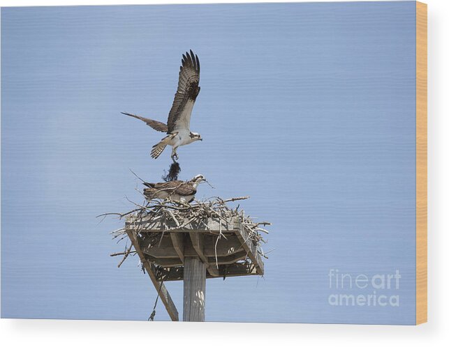 Osprey Wood Print featuring the photograph Nesting Osprey in New England by Erin Paul Donovan