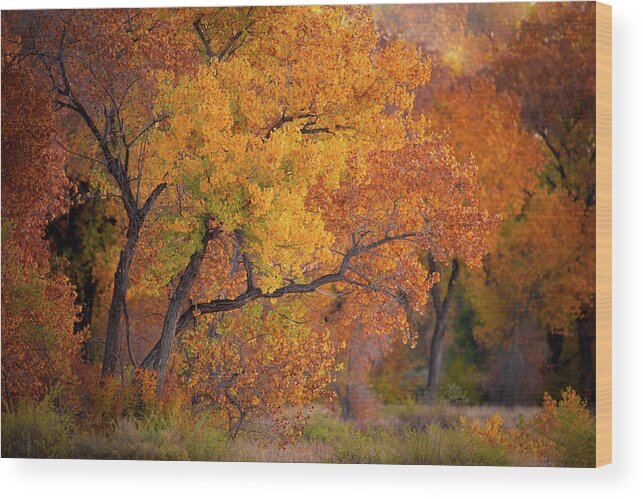 Cottonwood Tree Wood Print featuring the photograph New Mexico Gold by Jeff Phillippi