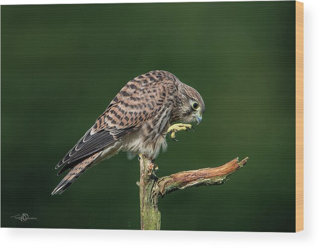 Kestrel Wood Print featuring the photograph Next step of the young european kestrel by Torbjorn Swenelius