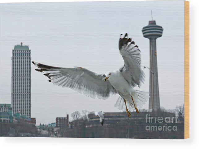 Niagara Falls Wood Print featuring the photograph Niagara Falls with Gulls by Charline Xia