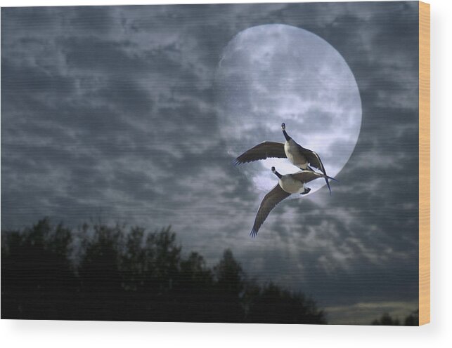 Night Wood Print featuring the photograph Night Flight by Jim Norwood