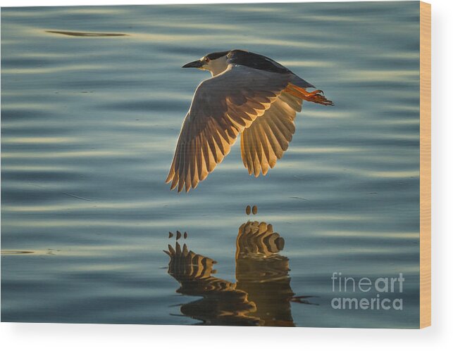 Animal Wood Print featuring the photograph Night Heron Flight by Alice Cahill
