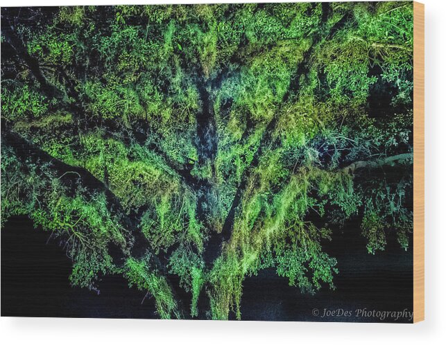 Tree Wood Print featuring the photograph Night Moss by Joseph Desiderio