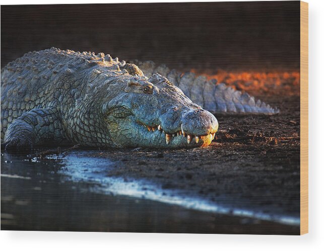 Crocodile Wood Print featuring the photograph Nile crocodile on riverbank-1 by Johan Swanepoel