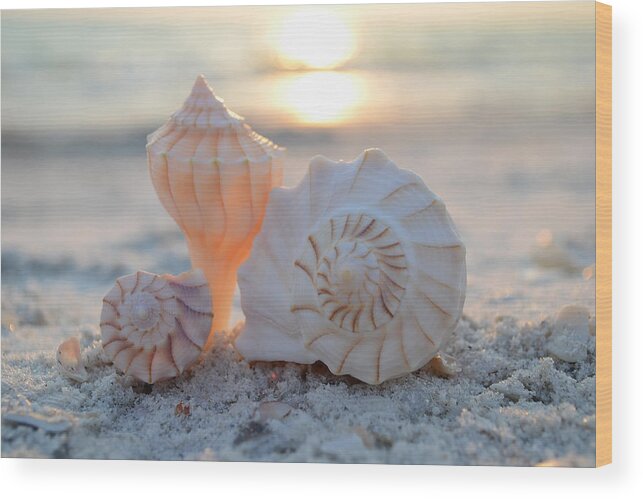 Sanibel Wood Print featuring the photograph No Place Like Home by Melanie Moraga