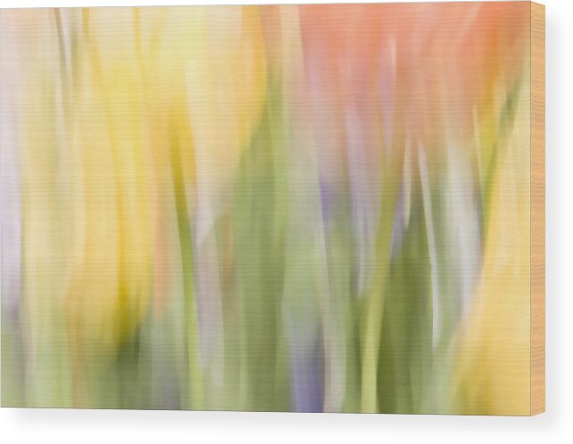 Flowers Wood Print featuring the photograph North Hills Tulips I by Margaret Denny