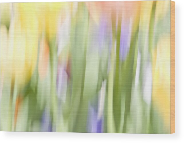 Gaia Wood Print featuring the photograph North Hills Tulips II by Margaret Denny