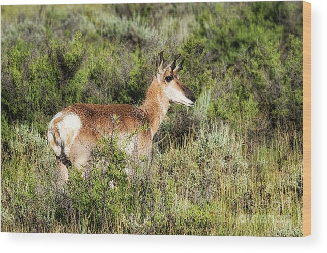 North Park Pronghorn Wood Print featuring the photograph North Park Pronghorn by Priscilla Burgers