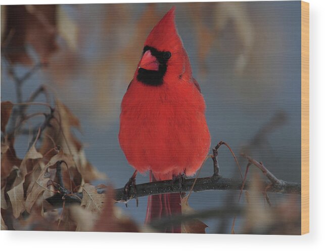Northern Wood Print featuring the photograph Northern Cardinal by Mike Martin
