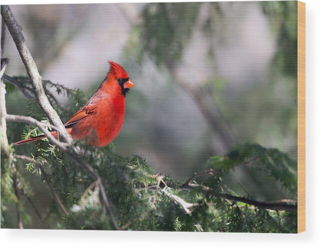 Cardinal Wood Print featuring the photograph Northern Cardinal Red by Everet Regal