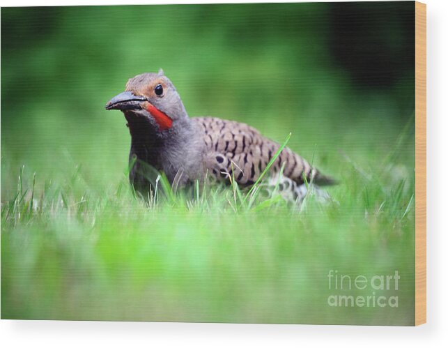 Terry Elniski Photography Wood Print featuring the photograph Northern Flicker 2 by Terry Elniski