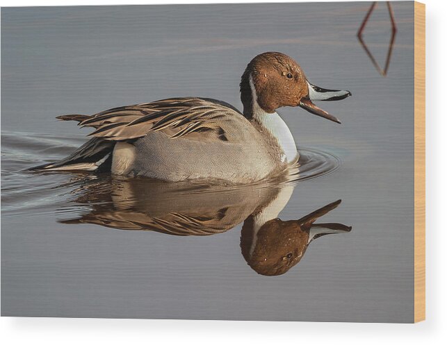 Mark Miller Photos Wood Print featuring the photograph Northern Pintail Reflection by Mark Miller