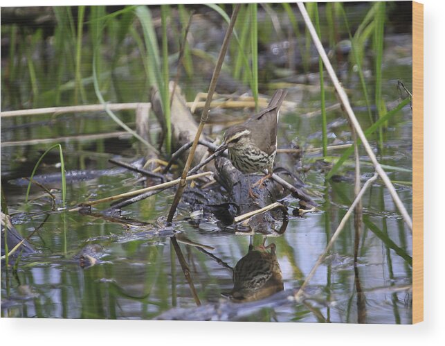  Gary Hall Wood Print featuring the photograph Northern Waterthrush by Gary Hall