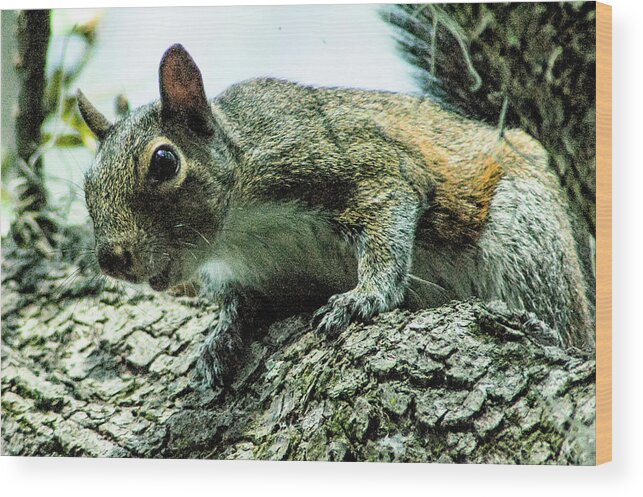 Eastern Grey Squirrel Wood Print featuring the photograph Nosey Squirrel by Norman Johnson